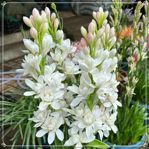 Rizomi Tuberosa, Perenne Profumata, Facile Mantenere, Piantagione all'aperto, Resistente-d-4 Rizomi
