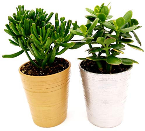 POWERS TO FLOWERS - CRASSULA OVATA HOBBIT e CRASSULA OVATA, ALBERO DI GIADA, IN VASO CERAMICA ORO e ARGENTO, piante vere