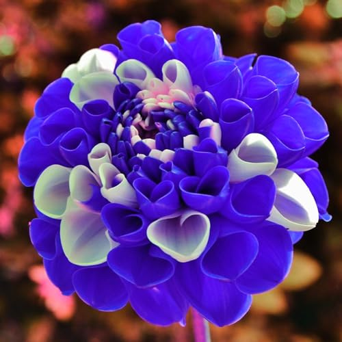 Mehrjährige Blumenzwiebel ist winterhart, Lebende Pflanzen, Seltene, Exotisch, Mysteriöse magische Glühbirne, Winterhart pflanzen, Blumenzwiebel Mix-2 Dahlien knollen