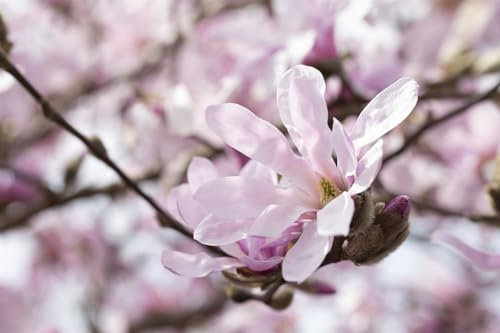 Magnolia stellata 'Rosea' 60–80 cm – Winterhart, Mehrjährig, Pflegeleicht – Sternmagnolie – Zierstrauch für Garten & Kübel