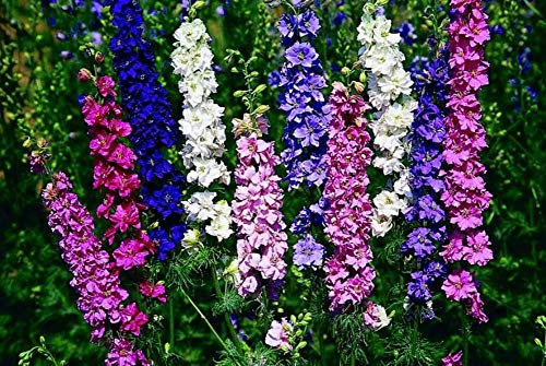 Giant Rocket Larkspur Delphinium Imperial Mix Seeds High Annual Flowers for Planting Outdoor Non GMO 100 Seeds