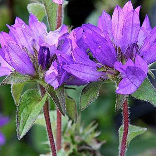 6 x Campanule à bouquets 'Superba' - Campanula Glomerata - Godet 9x9cm - Fleurs violet foncé, impressionnantes