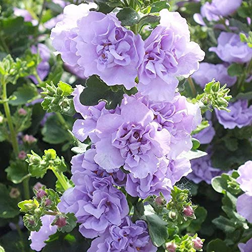 Generic 50 Blue Bacopa Hollyhock Seeds Perennial Flower Garden Seed Flowers Seed Flower