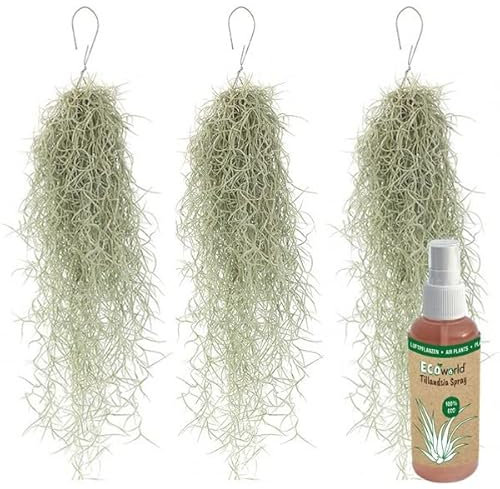 vdvelde.com - Ecoworld Tillandsien Echt Usneoides Luftpflanzen + Tillandsia Spray für kräftige und intensiver gefärbte Pflanzen - 3 Strauß ca. 50 cm lang - Hängende Zimmerpflanzen Aus eigen Gärtnerei