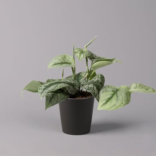 Gefleckte Efeutute 'Trebie' in Keramiktopf Dallas anthrazit, Topf-Ø 12 cm