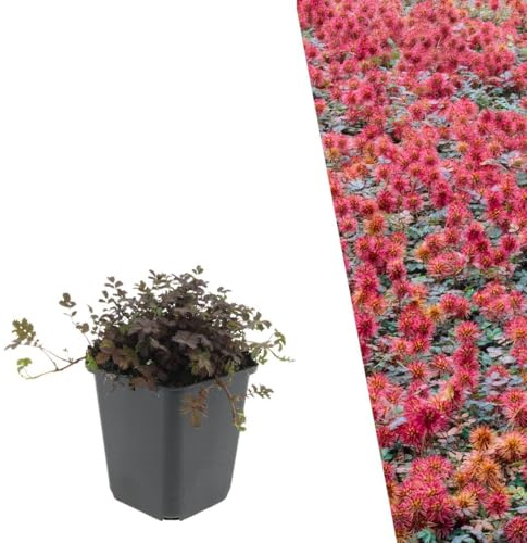 Plants by Frank | 6 Plantes Benoîte des Andes | Acaena microphylla 'Tapis cuivré' | Couvre-sol rustique | Plantes rustiques | Vivaces | Acaena de jardin | Port bas