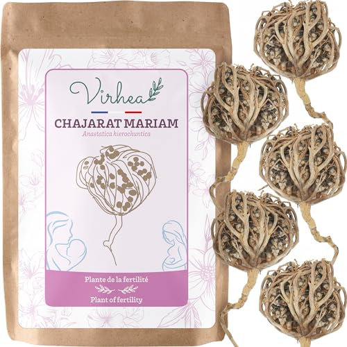 VIRHEA® Chajarat Mariam Rosa de Jerico por Fertilidad x5 - Planta Natural Auténtica para Fertilidad - Flor de Jerico Viva - Beneficios Espirituales y Naturales - Rosa del Desierto para Bienestar