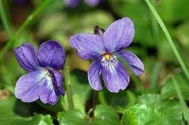 Neue frische 50 Stück Viola odorata Blumensamen