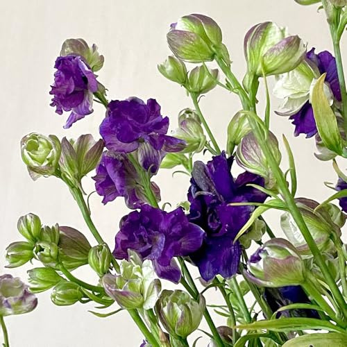 semi resistenti di delphinium ornamentali, decorazione, selvatici di delphinium aiuola, balcone da giardino, 40pcs