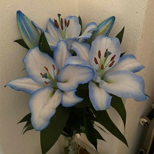 giglio bulbi, lilium bulbi,Elegante, Nobile, Delicato, Robusto, Naturale-4 bulbi