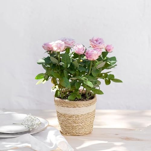 Fleurs et Délices - Rosier Rose Avec Cache Pot - Plante d'Intérieur ou Plante Exterieur - Cadeau Fête des Grands-Mères - Idée Cadeau Femme - Cadeau Mamie - Cadeau Fête des Mères