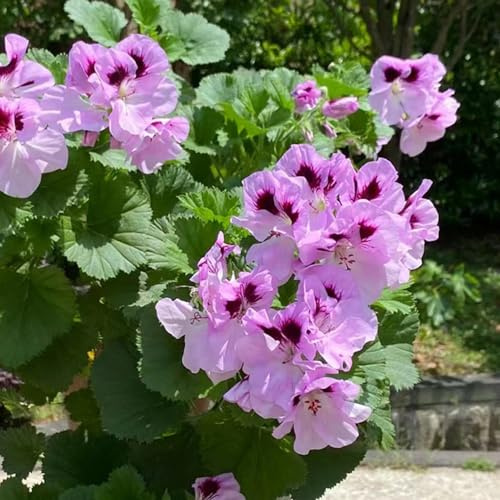 Geranios colgantes - Pelargonium - semillas de de balcón silvestres, macizo exóticas primavera, resistentes en macetas trepadoras, jardín 130semillas
