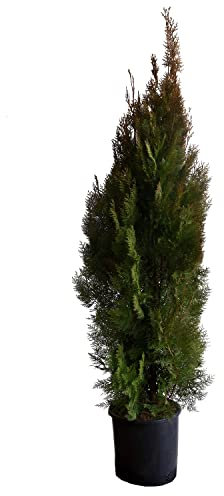 KENTIS - Tuia Aurea Conifera - Thuja Orientalis Pyramidalis Aurea - Piante Vere da Esterno Sempreverdi Resistenti - H 80-100 cm Vaso Ø 24 cm