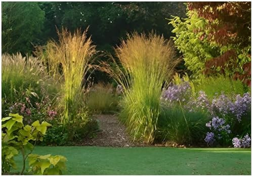 Stauden Gänge 3 x Molinia caerulea 'Poul Petersen' Kleines Pfeifengras | Mittelhohes Ziergras für Sonne bis Halbschatten, Blüte August bis Oktober, mehrjährig, 1 L Topf (11x11 cm)