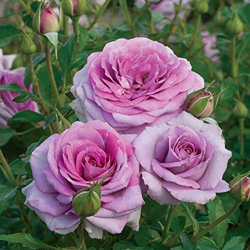Heirloom Roses Rose Plant - Violet's Pride™ Purple Rose Bush, Floribunda Live Plant for Planting Outdoors