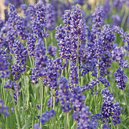 Outdoor Garden Plant English Lavender Hardy with Scented Purple Flowers, Attracts Bees and Butterflies, 24 Plug Plants, Lavandula Hidcote Plant by Thompson and Morgan (24)