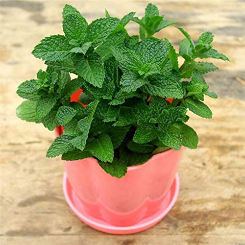 Seeds4planting - Seeds Lemon Balm Melissa Officinalis Medicinal Perennial Heirloom Herbs Non GMO