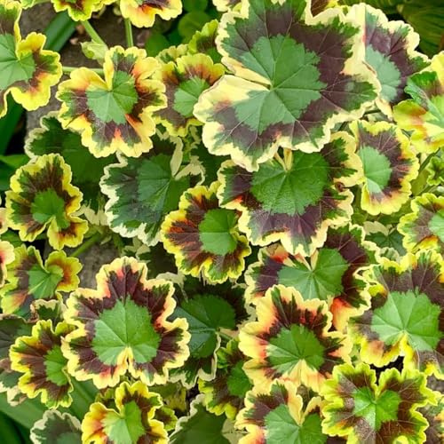 geranien hängend - Seltene serie - dachbegrünung garten dekopflanzen zimmerpflanzen exotische kräutergarten 1000samen