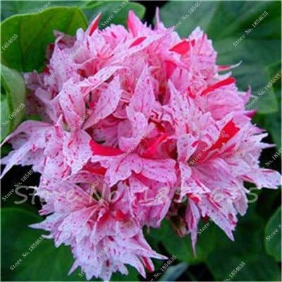 freschi 100 semi Pz Fiore di geranio rosa per la Semina