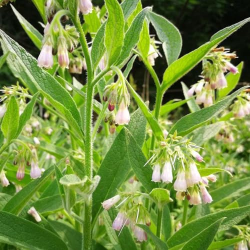 beinwell pflanzensamen wildblumen kräuterpflanzen beinwell bio frühlingsblumen wildblumensamen zimmerpflanzen gartenkräuter hochbeet winterharte kübelpflanzen winterharte 40samen