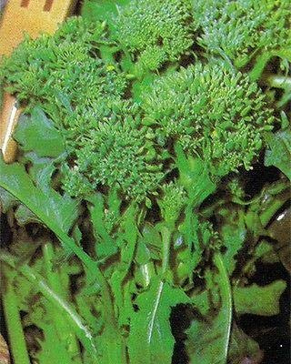 Rapini - Broccoli Raab -Toscana - Excellent shoots and Strong Production!!!!(100 - Seeds)