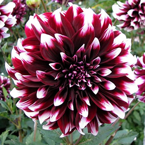 3 × fiale Dalia Bulbi Perenni pour plante de jardin zinnia plante fleurie pour decoration intérieure ornement haute valeur ornementale