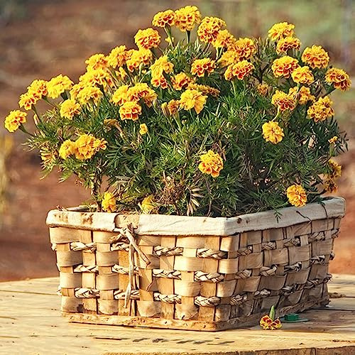 semillas de caléndula perenne - resistentes silvestres decoración 600pcs