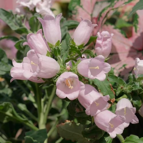 campanule semi resistenti - giardino balcone campanula perenni 300pcs