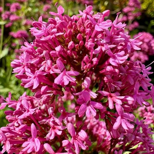 semi di valeriana rampicanti, varietà biologiche tradizionali resistenti all'esterno, pieno sole raro in vaso Aiule rialzate 350pcs