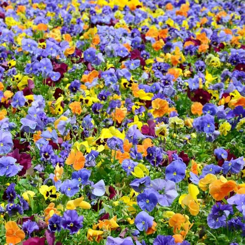 stiefmütterchen, winterharte stauden für pralle sonne blumenstauden pflanzensamen exotisch balkonblumen bodendecker winterhart mehrjährig topfpflanzen exotische zimmerpflanzen bio alte 600samen