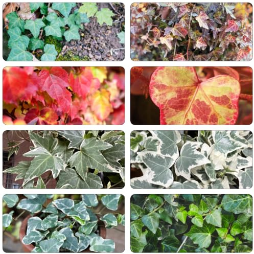 edera - semi di giardino verde balcone serra giardino ciondoli, 30pcs