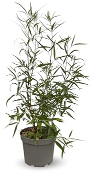Attitude Jardin - Rhus viminalis - bambou non traçant- 50-60 cm - ⌀ 20 cm - plante d'extérieur