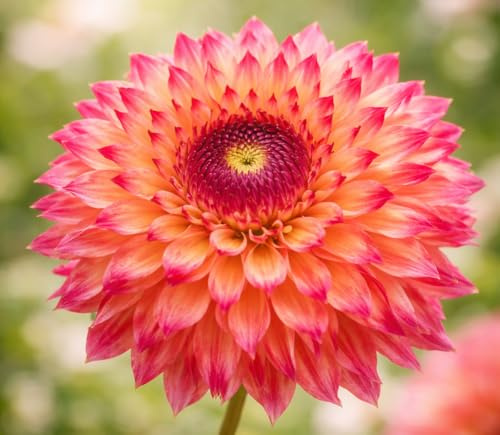 Dahlienknollen – Dahlie Aiyana – Rote Dahlie – 10 Knollen