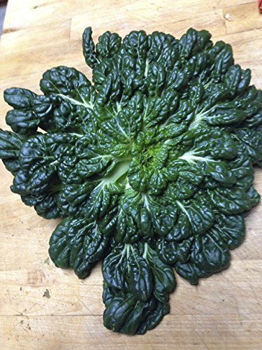 Seedeo® Tatsoi-Rosetten Pak Choi (Brassica rapa var. rosularis) 500 Samen BIO