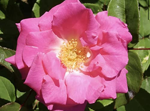 Zephrine Drouhin - Climbing Rose - Deep Pink Blooms - Bare Root