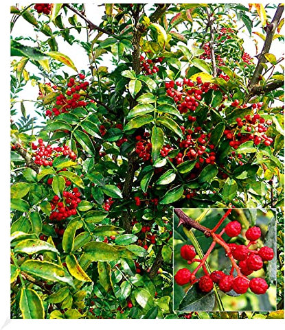 BALDUR Garten Szechuan-Pfeffer, 1 Pflanze, selbstfruchtend, Pfefferstrauch, winterhart, mehrjährig, blühend, duftend, Zanthoxylum simulans, essbaren Früchte, Obst-Rarität
