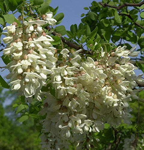 Zwerg Korkenzieher Robinie Twisty Baby 60-80cm - Robinia pseudoacacia - lebende Gartenpflanze aus den Baumschulen