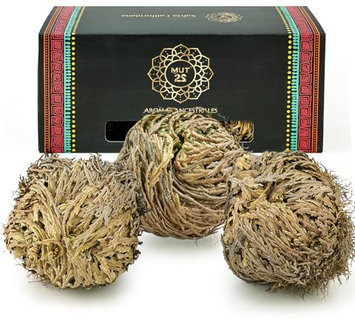 MUT22 3 Rosa de Jericó Grande 3-4 Pulgadas, Plantas Místicas de Resurrección para Decoración y Meditación