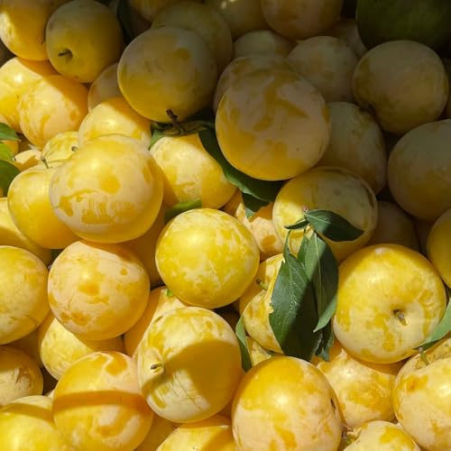 ciruelo, de balcón, columnares semillas de ciruela columnares raros Cultivo verdes, interior, Comprar orgánicos en 30semillas