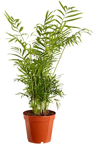 Dehner Bergpalme, Chamaedorea elegans, gefiedertes Blattwerk, 30-40 cm, Ø Topf 17 cm, Zimmerpalme