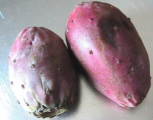 Indique le figuier cactus Opuntia