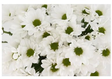 JARDIN202 - Margarita Crisantemo | Flor Natural | Crisantemo Bacardi | Ramo de 5 tallos | 70cm de alto | Blanco