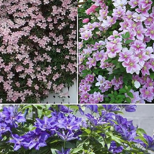 3 x Clematis Kletterplanzen Mix (3 Pflanzen): 3 kaufen/2 bezahlen - Blumen: Blau (The President), Rosa/Weiβ (Piilu) & Rosa (Montana Rubens) | Mehrjährig & Winterhart | 3 x 1,5 Liter Töpfe