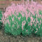 Lavanda Rosea 20 Semi da giardino ; graines uniquement