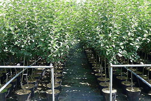 James Grieve Apfelbaum Obstbaum kleinbleibend Busch Sommerapfel Tafelapfel