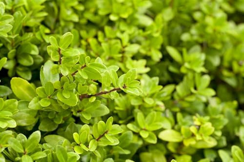 Ilex crenata 'Dark Star' 80-100 cm - Japanische Stechpalme, immergrün, ideal für Hecken und Kübel, schnittverträglich, winterhart
