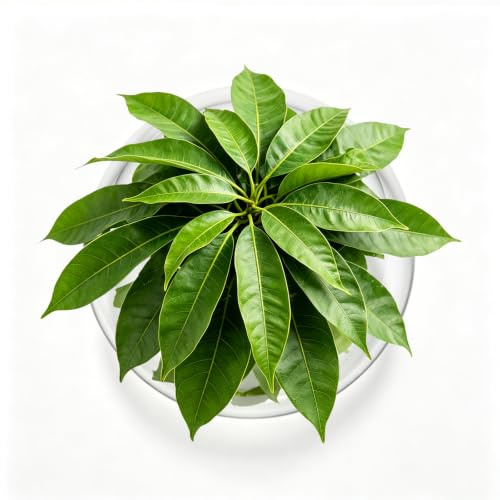 Jarrón de aguacate con bombilla de cristal para flores, jarrón de bellota para aguacates y castañas, jarrón de cristal hidropónico para flores, para mesa de hogar, cocina, interior y exterior