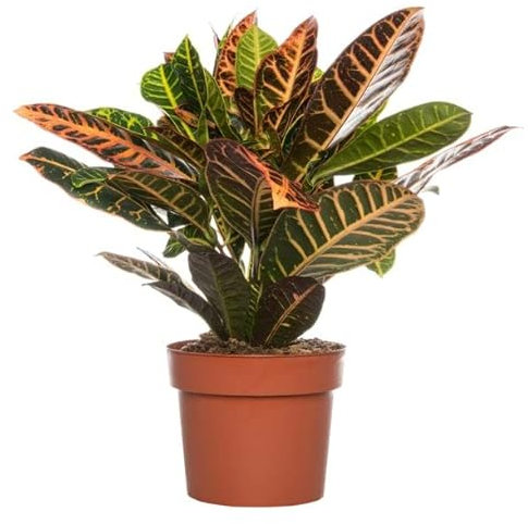 DECOALIVE Crotón Petra Planta Natural de Interior Hojas de Colores