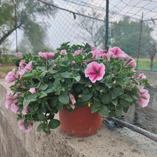 semillas de petunia - perennes resistentes silvestres jardín mariposas 1200pcs