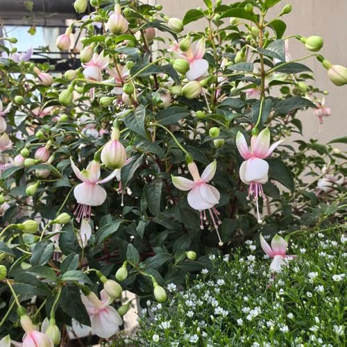 Fuchsien Hängend, gartendeko für draußen balkongewächshäuser geschenke für gartenliebhaber exotische stauden winterhart mehrjährig wildblumensamen blumensamen 100Samen